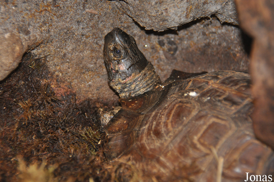 Heosemys spinosa