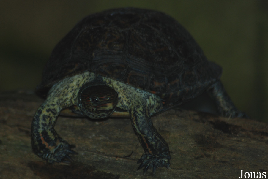 Rhinoclemmys pulcherrima manni