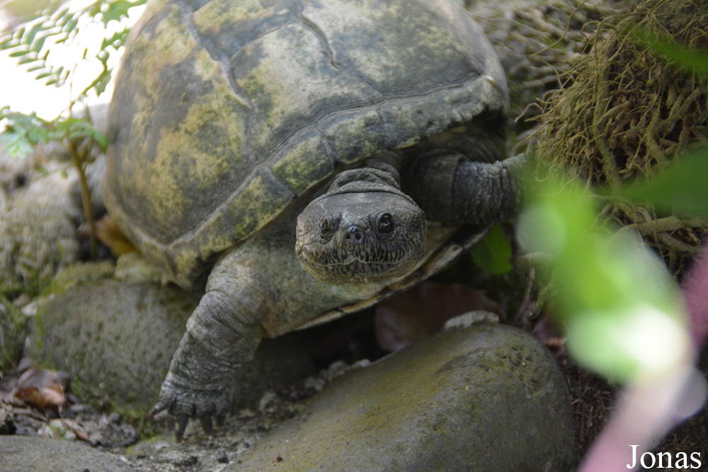 Pelusios castaneus