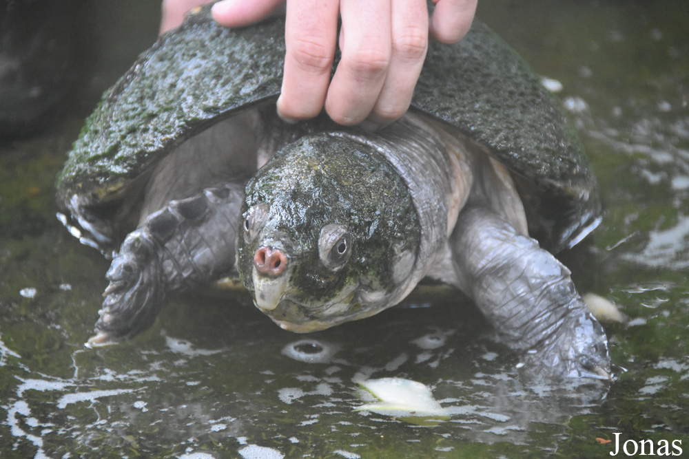 Peltocephalus dumerilianus