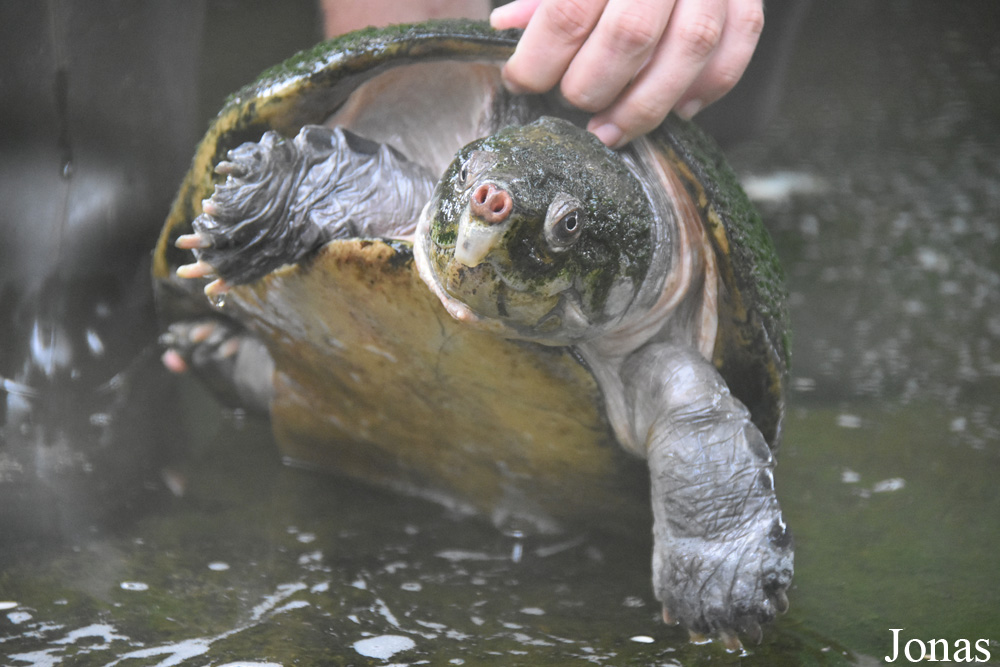 Peltocephalus dumerilianus