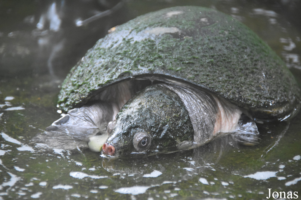 Peltocephalus dumerilianus