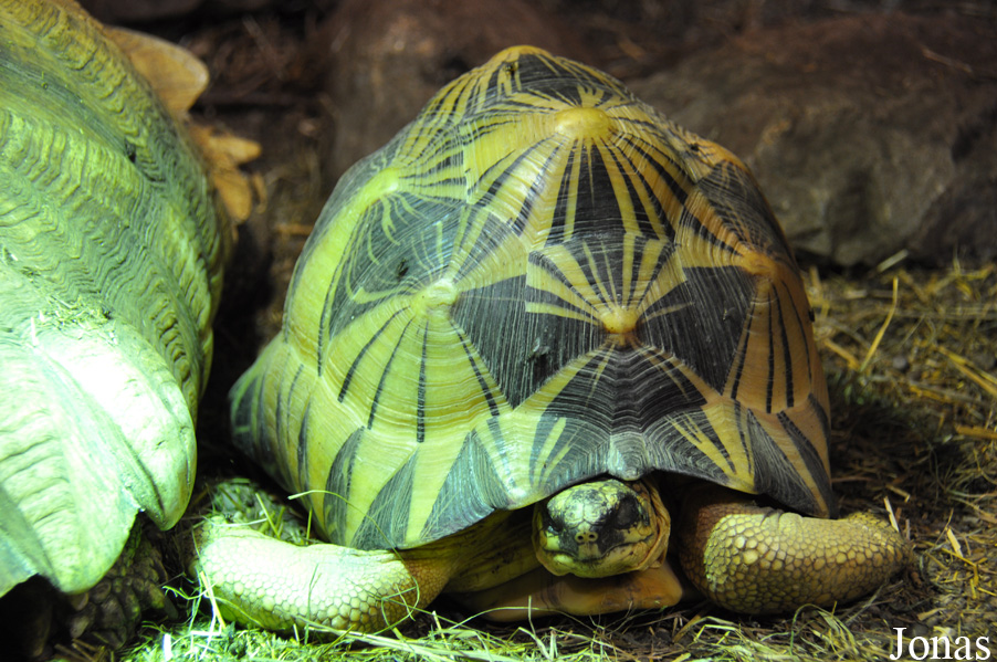 Astrochelys radiata