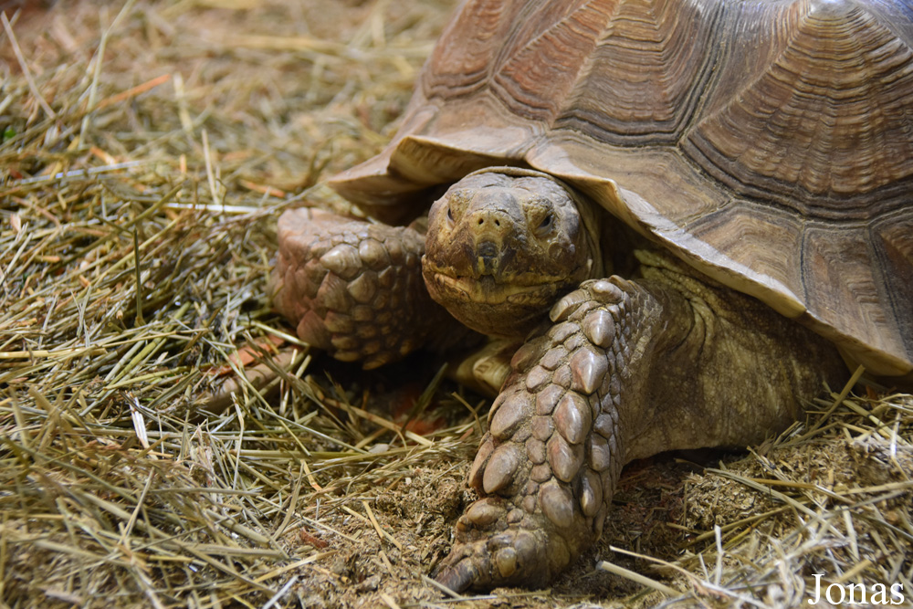 Centrochelys sulcata