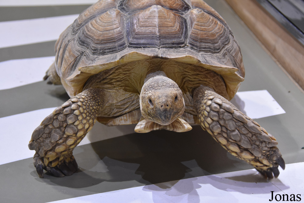 Centrochelys sulcata