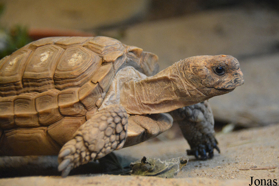 Centrochelys sulcata