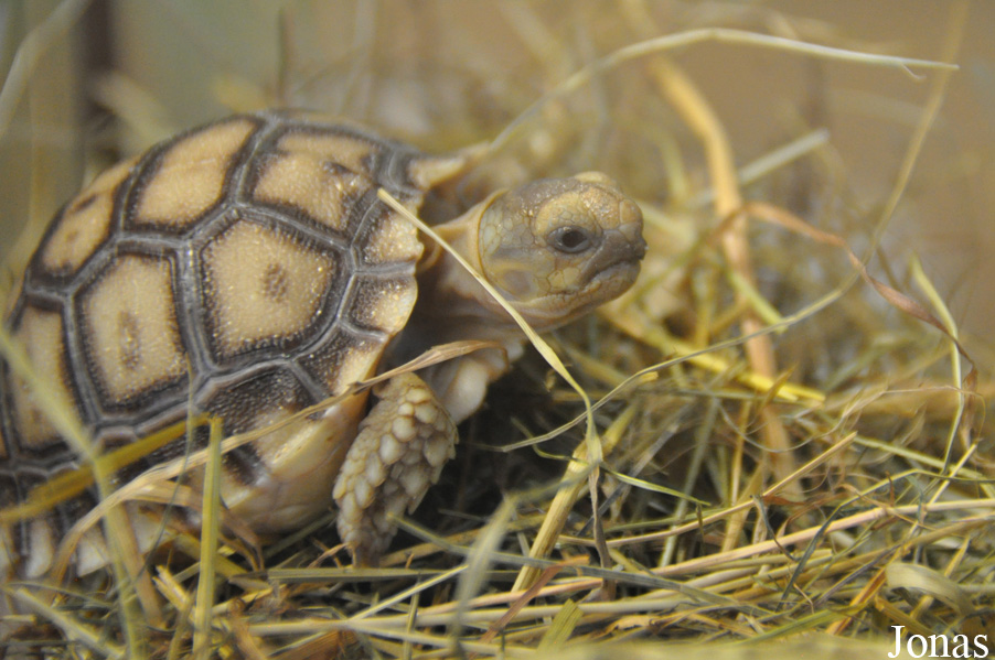 Centrochelys sulcata