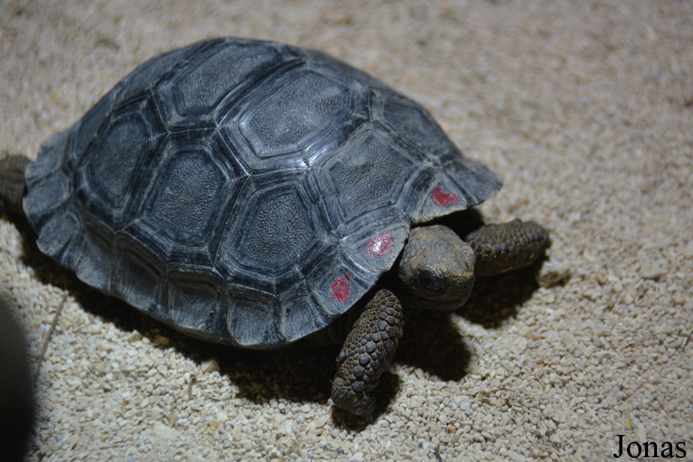Chelonoidis nigra