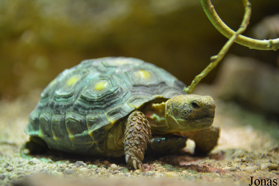 Gopherus berlandieri