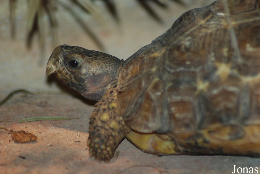 Kinixys belliana
