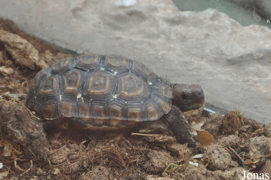 Kinixys belliana