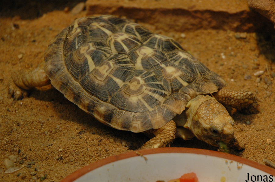 Malacochersus tornieri