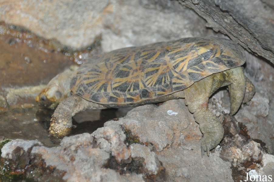 Malacochersus tornieri