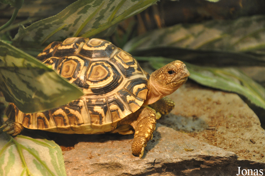 Stigmochelys pardalis