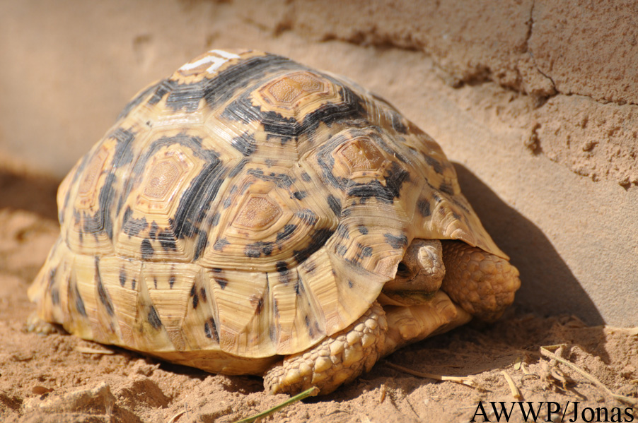 Stigmochelys pardalis babcocki