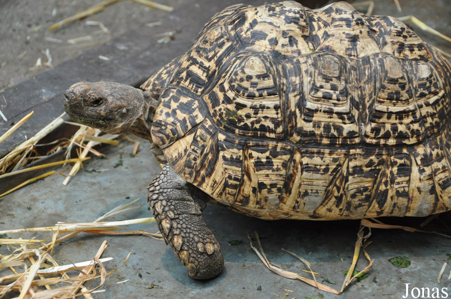 Stigmochelys pardalis babcocki