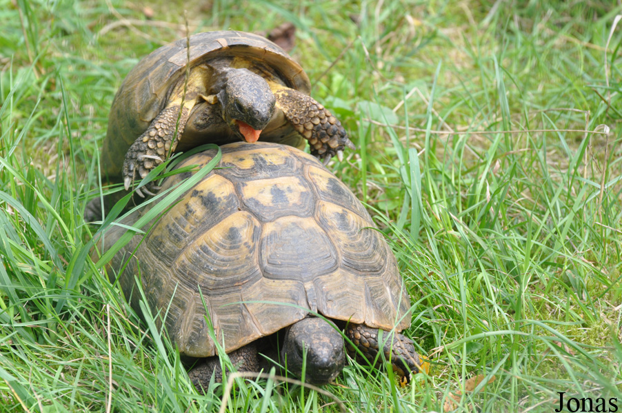 Testudo graeca