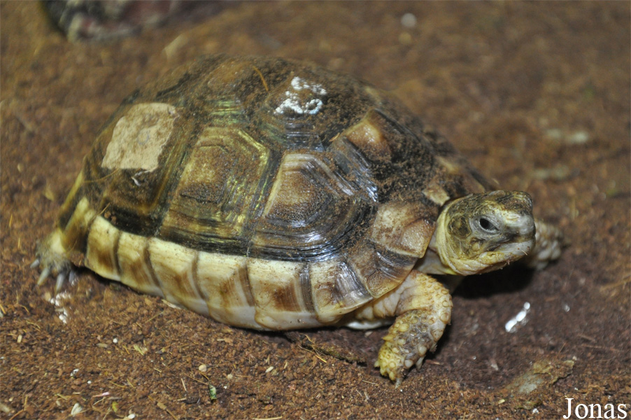 Testudo marginata