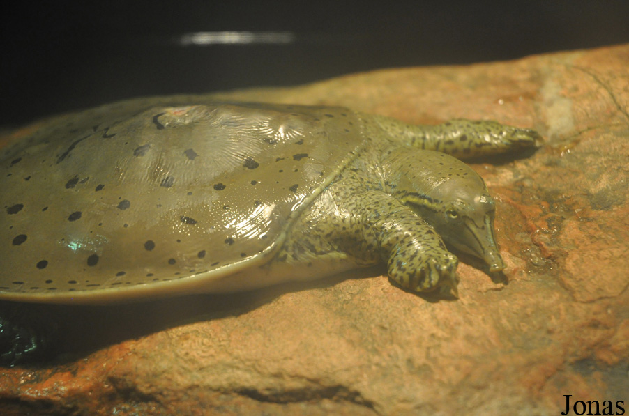 Apalone ferox