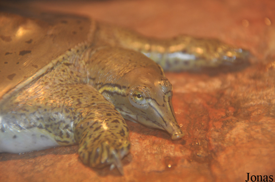 Apalone ferox