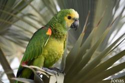 Parrot World
