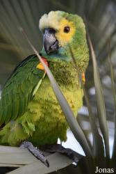Parrot World