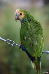Parrot World