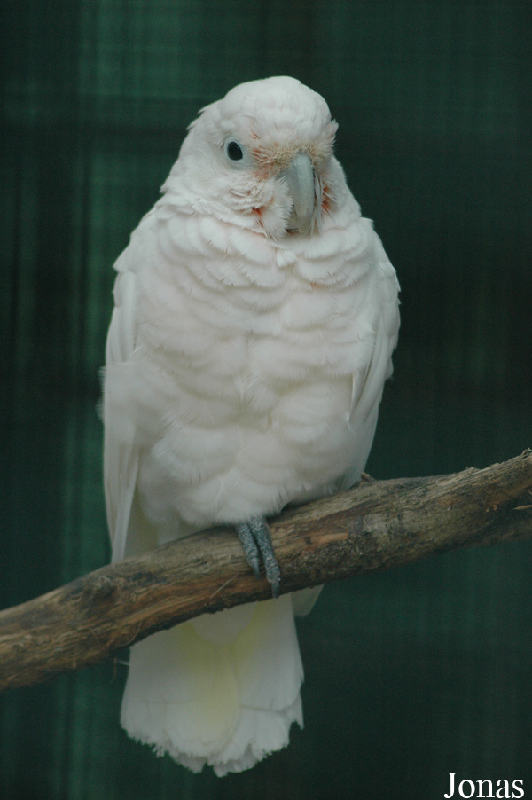 Vogelpark Walsrode