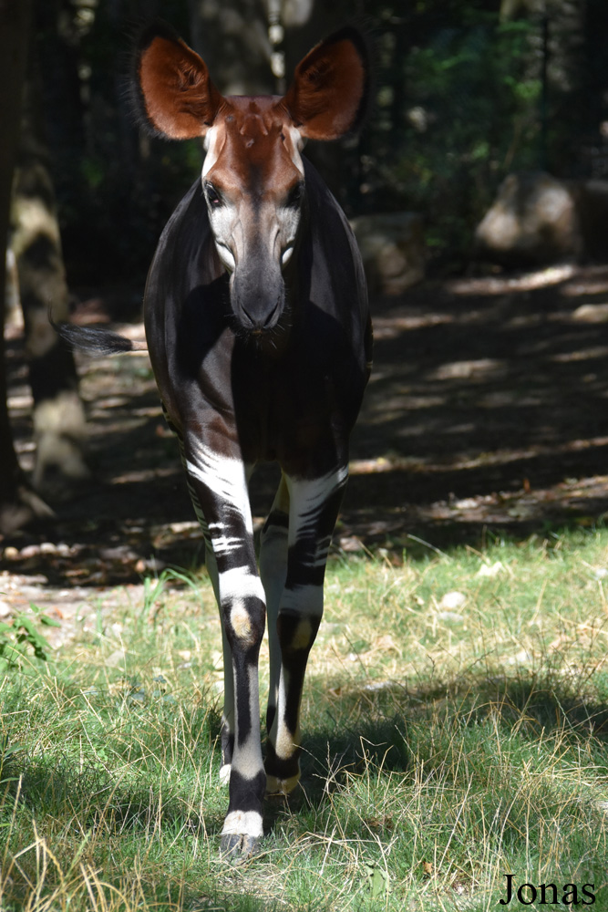 Parc Zoologique et Botanique de Mulhouse