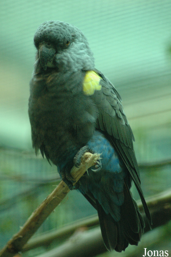 Vogelpark Walsrode