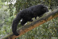 Arctictis binturong whitei