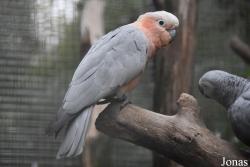 Cacatua sulphurea x Eolophus roseicapilla