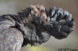 Calyptorhynchus banksii