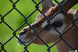 Brookfield Zoo