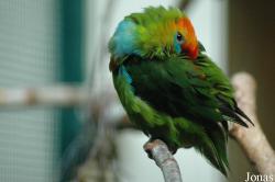 Vogelpark Walsrode