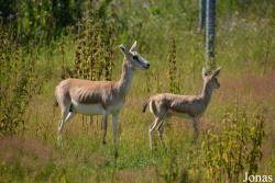 Moscow Zoo Centre for Rare Animals Reproduction (P)