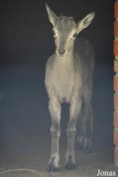 Moscow Zoo Centre for Rare Animals Reproduction (P)