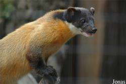 Guloninae