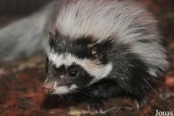 Ictonychinae