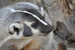 Taxidiinae