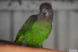 Vogelpark Ruinen