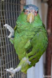 Vogelpark Ruinen