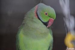 Vogelpark Lampertheim