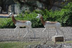 H. E. Sheikh Butti Maktoum's Wildlife Center