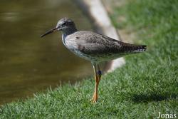 Wasit Wetland Centre