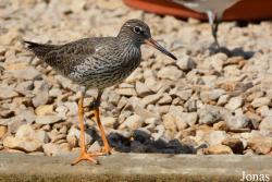 Wasit Wetland Centre