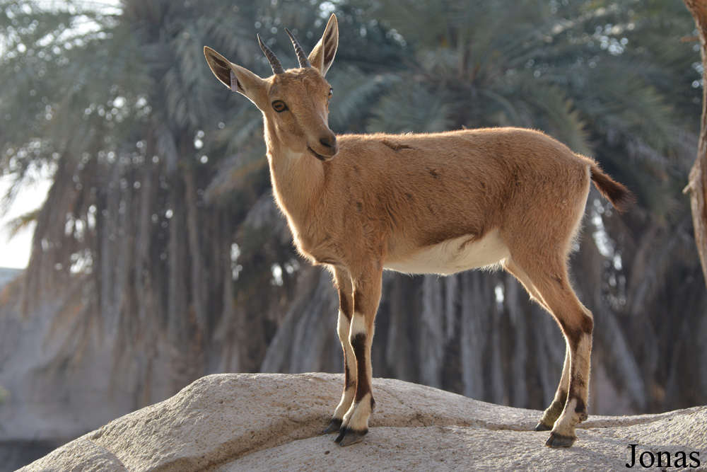 Sharjah Desert Park