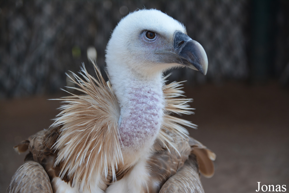 Kalba Bird of Prey Centre