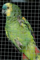 Amazona aestiva xanthopteryx