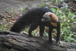 Zoo de Guyane